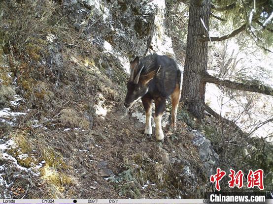 圖為相同位點(diǎn)記錄到的國(guó)家二級(jí)重點(diǎn)保護(hù)野生動(dòng)物—中華鬣羚。　中國(guó)科學(xué)院昆明動(dòng)物研究所提供