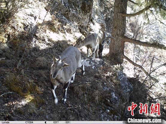 圖為相同位點(diǎn)記錄到的雪豹主要獵物—巖羊?！≈袊?guó)科學(xué)院昆明動(dòng)物研究所提供