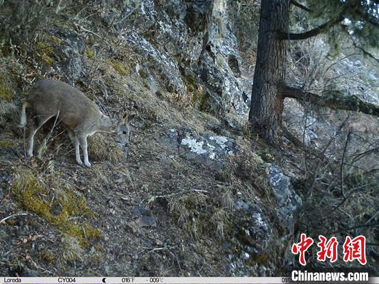 圖為相同位點(diǎn)記錄到的國(guó)家一級(jí)重點(diǎn)保護(hù)野生動(dòng)物—馬麝。　中國(guó)科學(xué)院昆明動(dòng)物研究所提供