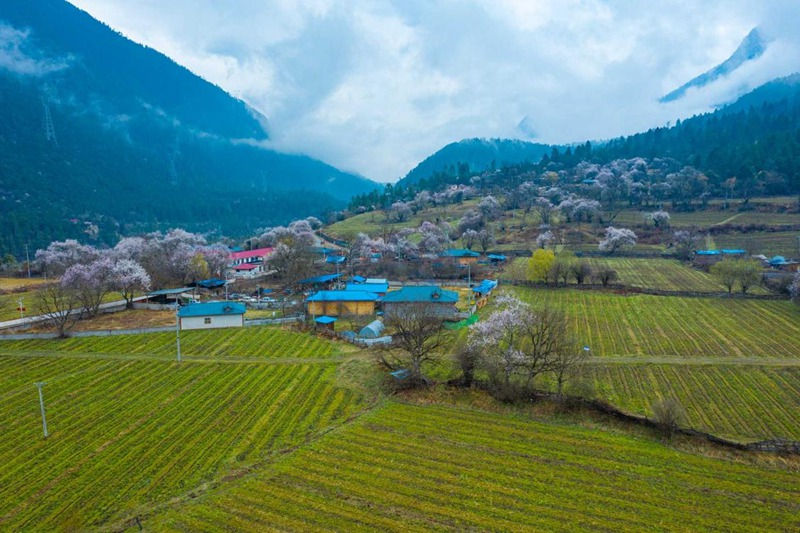 桃花村。 張靜攝