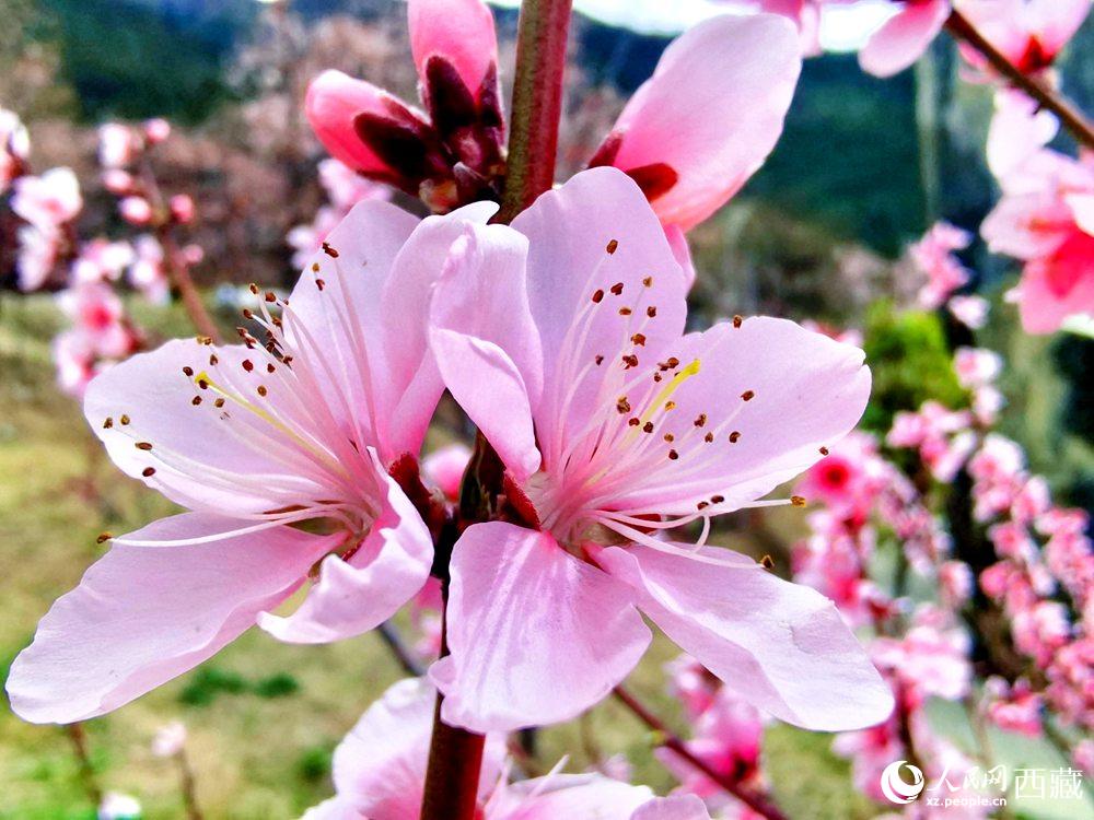 林芝桃花開。人民網 李海霞攝