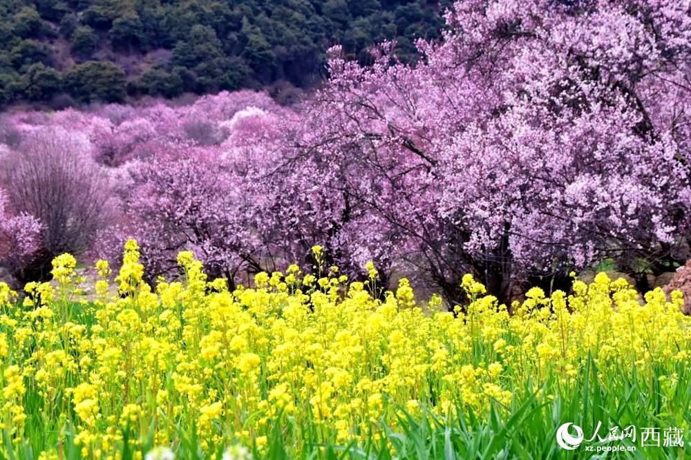 桃花與油菜花交相輝映。人民網 李海霞攝