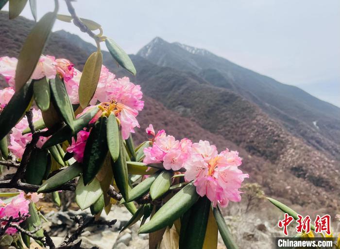 近日，西藏自治區(qū)山南市加查縣索囊溝的杜鵑花競相綻放。　冉文娟 攝