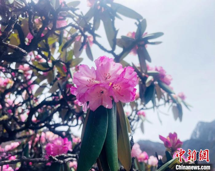 近日，西藏自治區(qū)山南市加查縣索囊溝的杜鵑花競相綻放?！∪轿木?攝