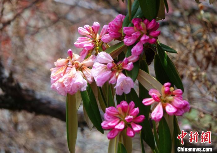 近日，西藏自治區(qū)山南市加查縣索囊溝的杜鵑花競相綻放?！∪轿木?攝
