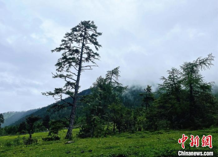 6月10日，魯朗小鎮(zhèn)高山牧場景區(qū)風光?！∪轿木?攝