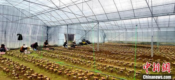 圖為紅太陽(yáng)科技示范家庭農(nóng)場(chǎng)組織民眾采收靈芝?！∑酱胪喙﹫D