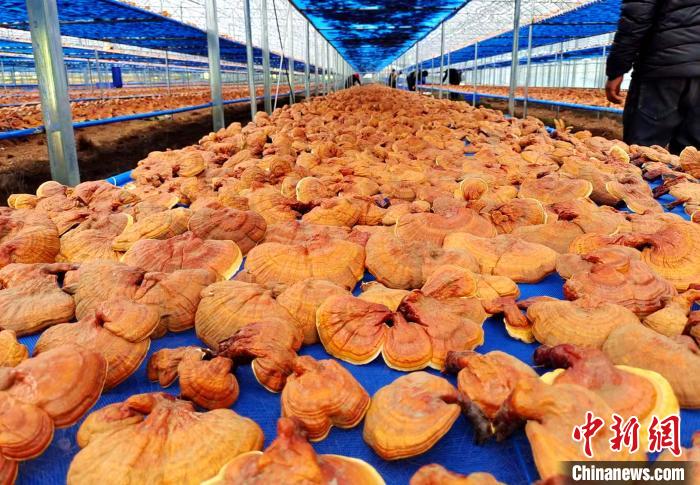 圖為紅太陽(yáng)科技示范家庭農(nóng)場(chǎng)采收的靈芝。　平措旺青供圖