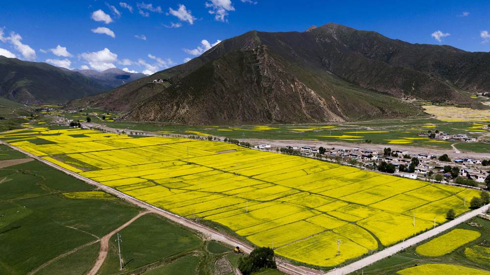 西藏墨竹工卡縣油菜農(nóng)田。