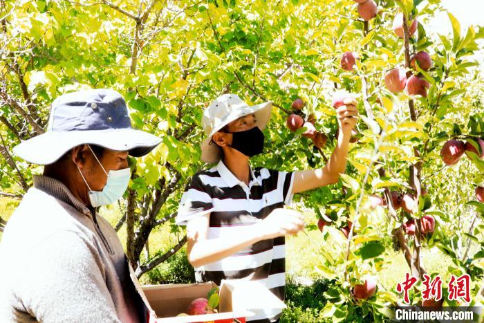 圖為西藏阿里札達縣底雅鄉(xiāng)村民在自家果園采摘果實?！“⑼?攝