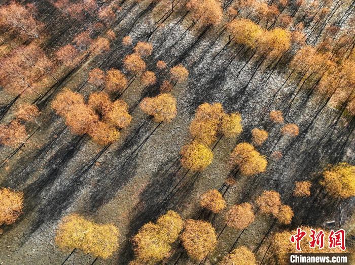 入冬時節(jié)，雅魯藏布江畔的樹林一片金黃?！《拘?攝