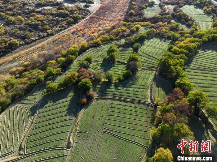 圖為11月8日，雅魯藏布江畔的高原梯田?！《拘?攝