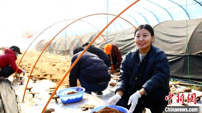 圖為農(nóng)民采收靈芝孢子粉?！∴嚢?攝