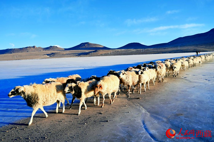 羊群排著隊(duì)穿過(guò)普莫雍錯(cuò)。 人民網(wǎng) 李海霞攝