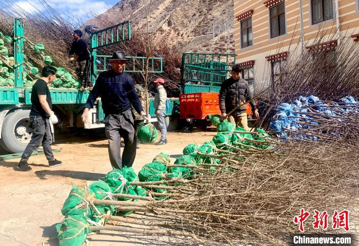 民眾搬運(yùn)苗木。　昌都市芒康縣委宣傳部供圖