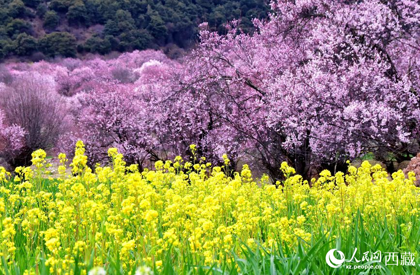桃花與油菜花勾勒出別樣風(fēng)景。 人民網(wǎng) 李海霞攝