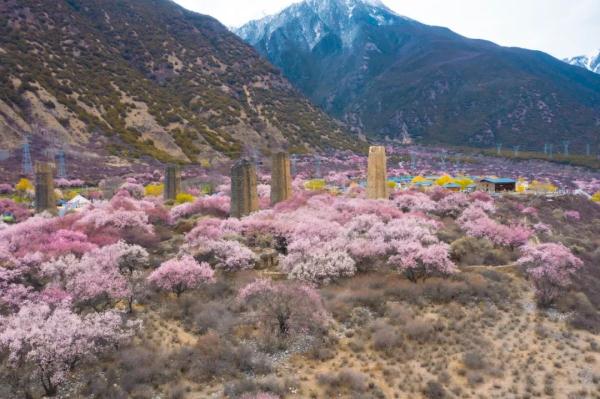 人間桃花源！林芝桃花有多絕？