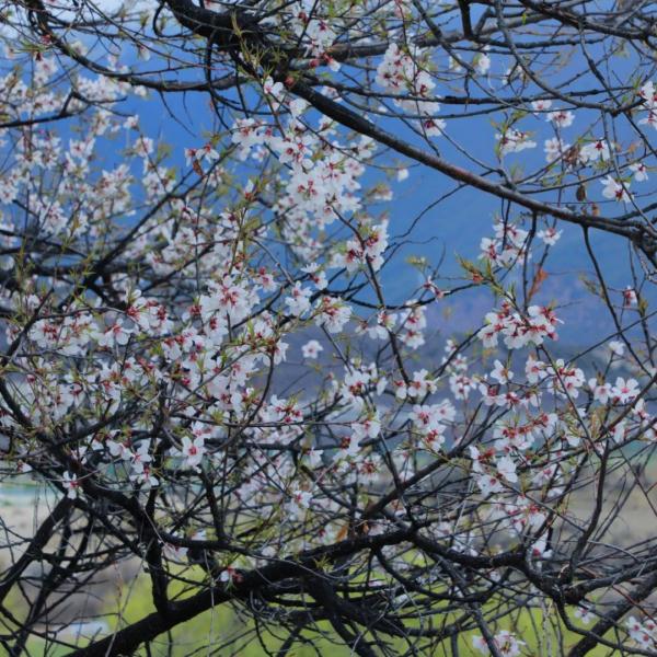 人間桃花源！林芝桃花有多絕？