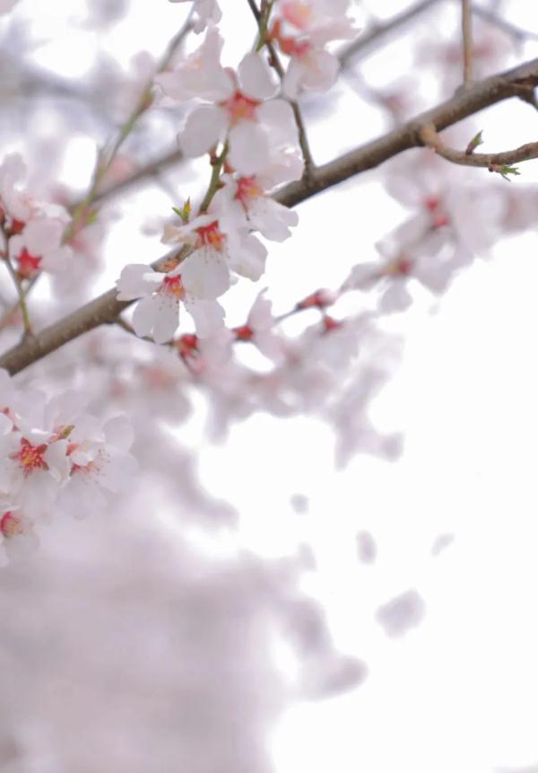 人間桃花源！林芝桃花有多絕？