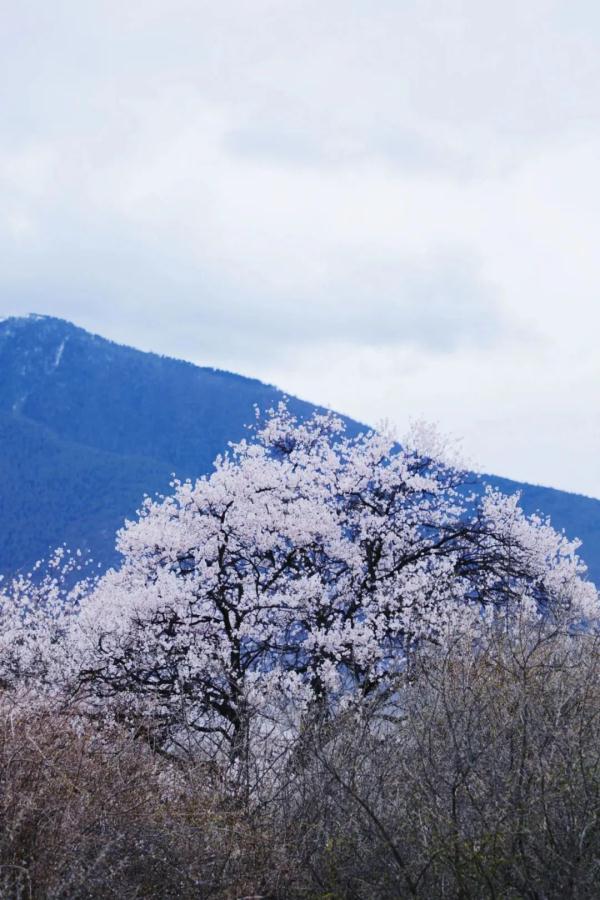 人間桃花源！林芝桃花有多絕？
