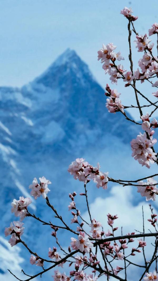人間桃花源！林芝桃花有多絕？