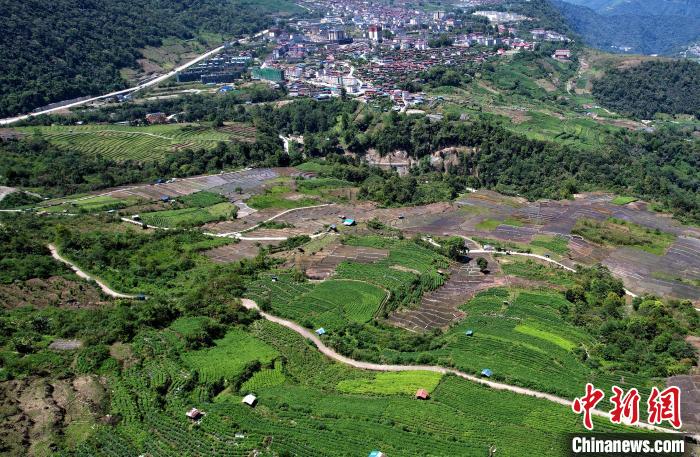 圖為西藏林芝市墨脫縣城附近的茶田。(無人機照片) 李林 攝