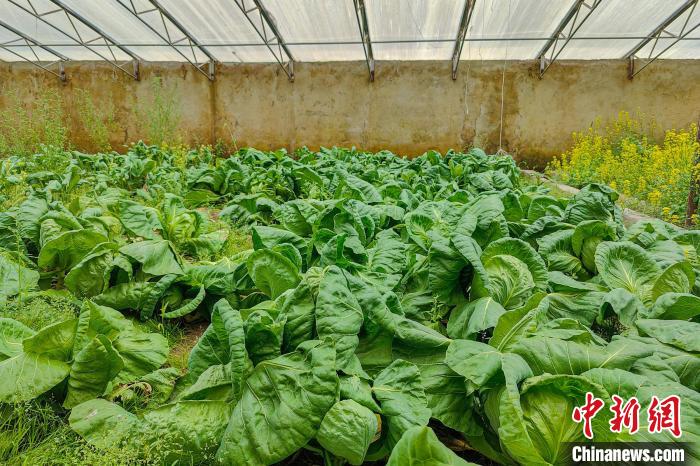 公珠湖執(zhí)勤點的大棚蔬菜，種菜是該執(zhí)勤點輪換民警們的日常。　龍小鳳 攝