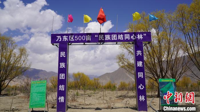 圖為“民族團(tuán)結(jié)同心林”項(xiàng)目。　乃東融媒供圖