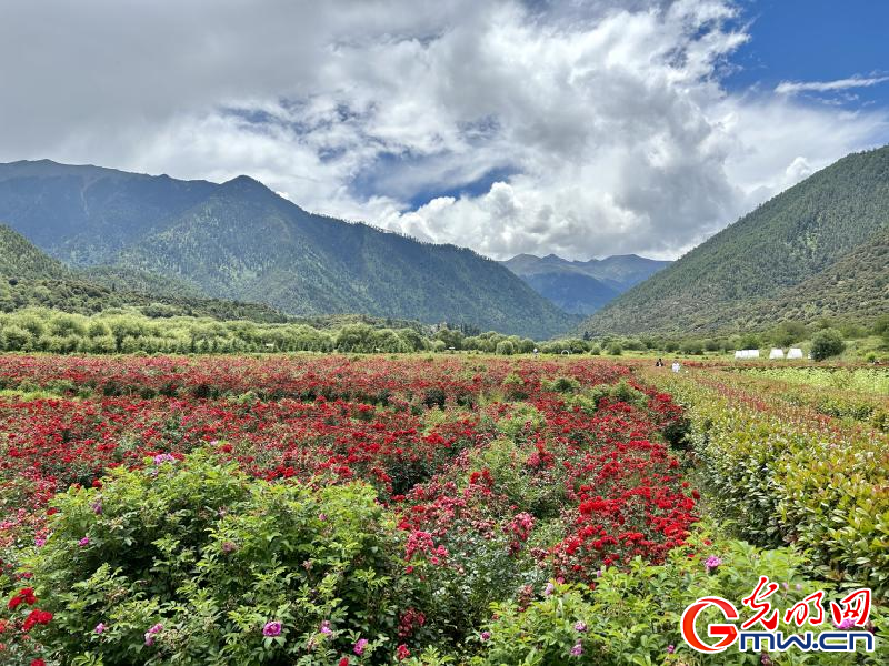我們的家園丨工布花谷：高原花開(kāi)香飄全國(guó)，產(chǎn)業(yè)經(jīng)濟(jì)增收致富