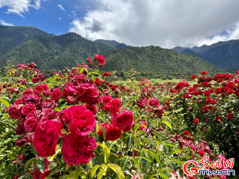 我們的家園丨工布花谷：高原花開(kāi)香飄全國(guó)，產(chǎn)業(yè)經(jīng)濟(jì)增收致富