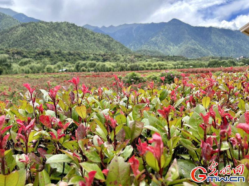 我們的家園丨【組圖】 綠水青山入畫，“金山銀山”筑起