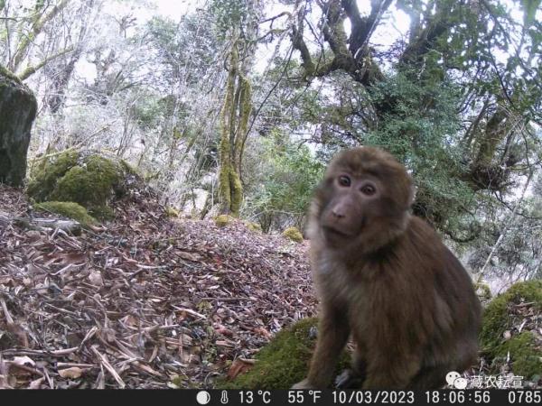 西藏色季拉山發(fā)現(xiàn)雪豹、白頰獼猴等多種珍稀野生動物
