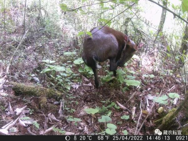 西藏色季拉山發(fā)現(xiàn)雪豹、白頰獼猴等多種珍稀野生動物