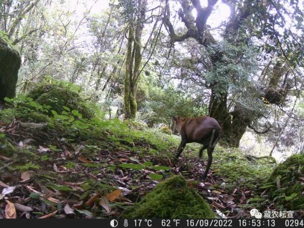 西藏色季拉山發(fā)現(xiàn)雪豹、白頰獼猴等多種珍稀野生動物