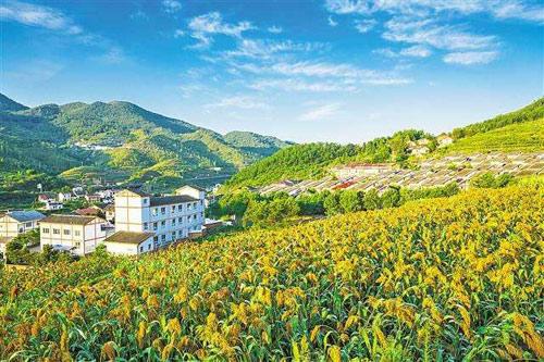 【理上網來o輝煌十九大】鄉(xiāng)村振興戰(zhàn)略：更綜合、全面、系統(tǒng)的發(fā)展戰(zhàn)略
