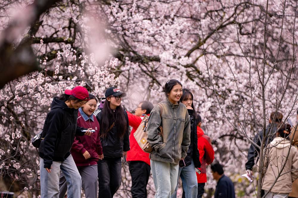 桃花盛開惹人醉，八方游客賞花來。徐馭堯攝