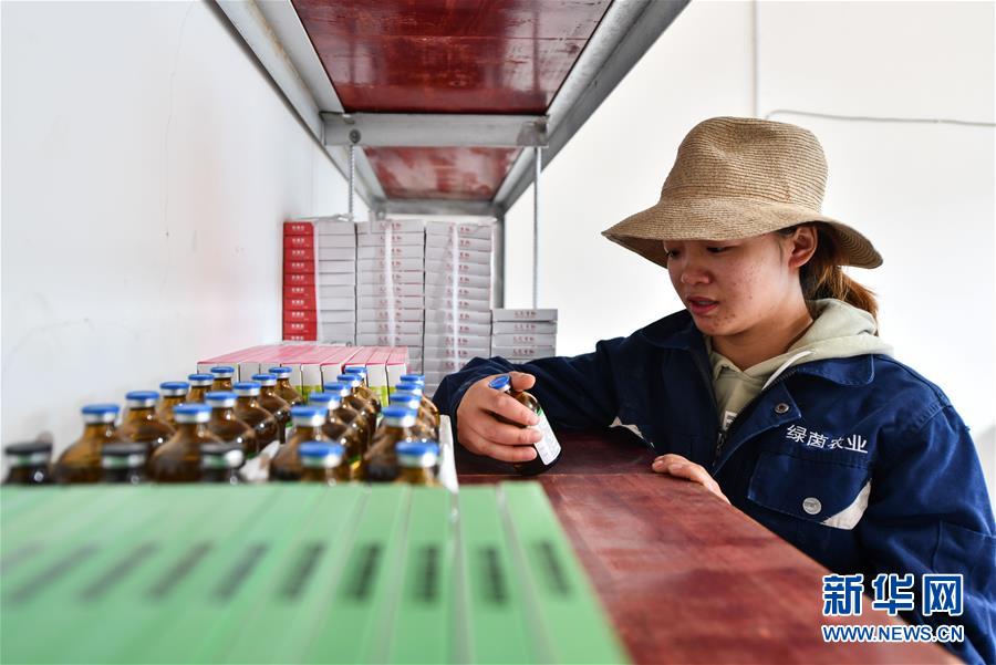 (社會)(4)西藏昌都:卡若香豬養(yǎng)殖助力貧困戶增收